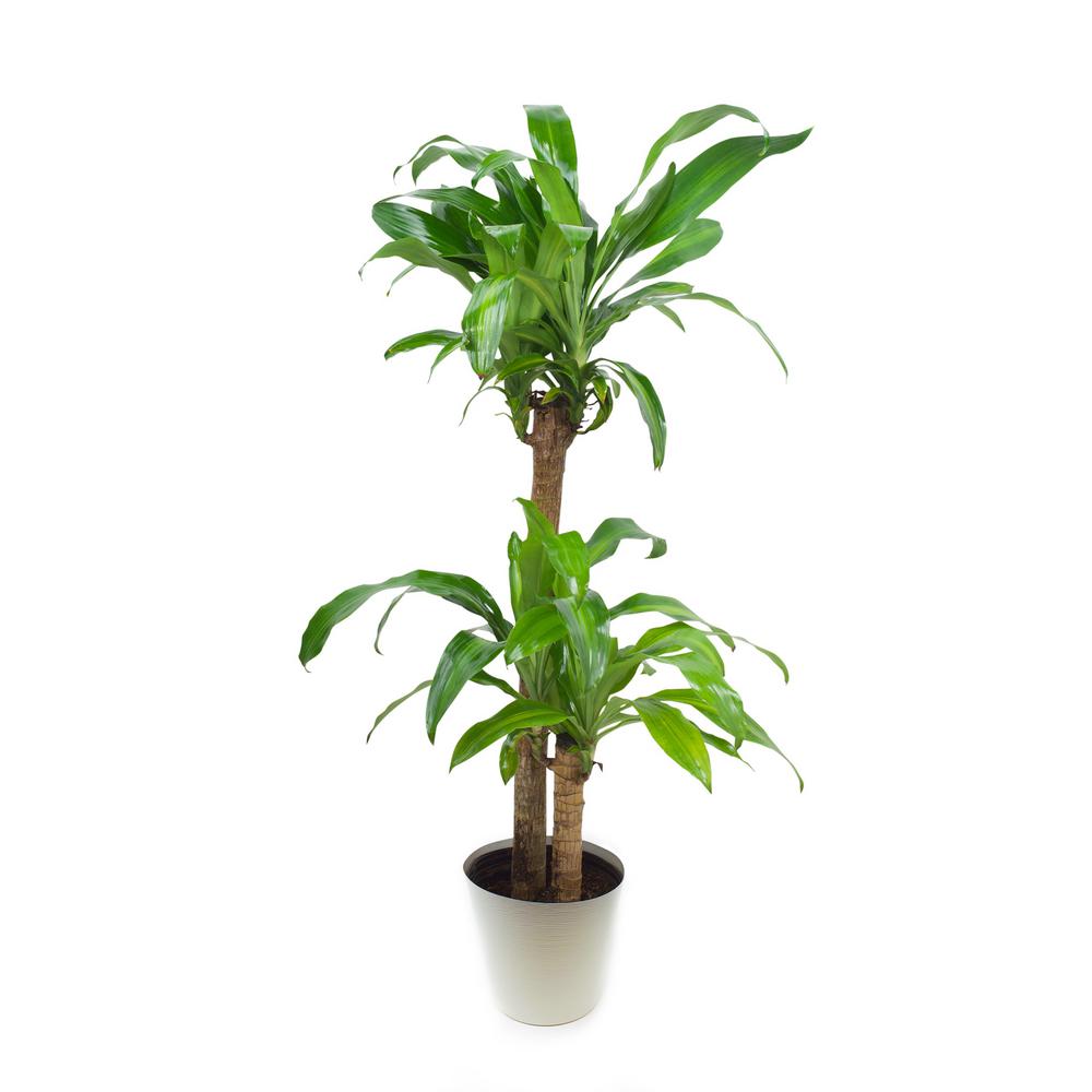 Pure Beauty Farms Dracaena Mass Cane Stalk Plant in 9.25 In. Designer PotDC10DRACMASDSN The