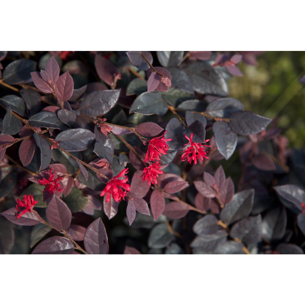 is loropetalum poisonous to dogs
