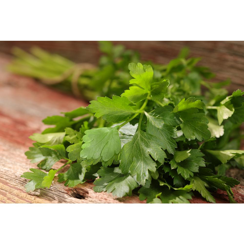 Proven Winners 4.25 in. Grande Proven Selections Flat Leaf Parsley