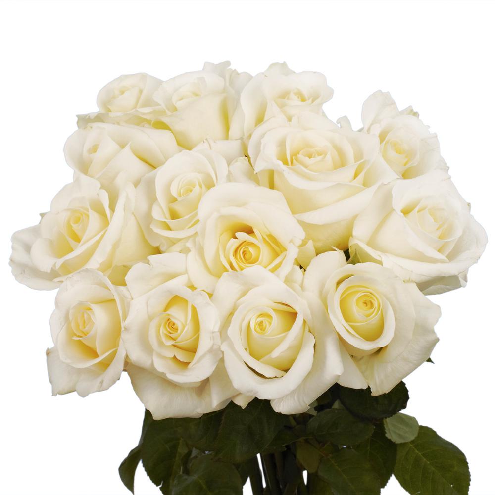 11+ White Rose Flower Png Images Gif