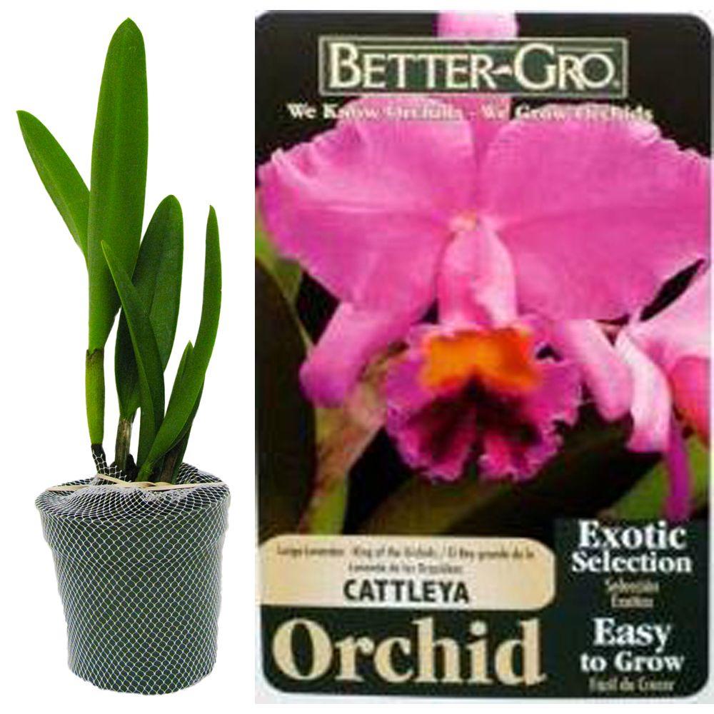 Better-Gro 4 In. Lavender Cattleya Packaged Orchid-20321 - The Home Depot