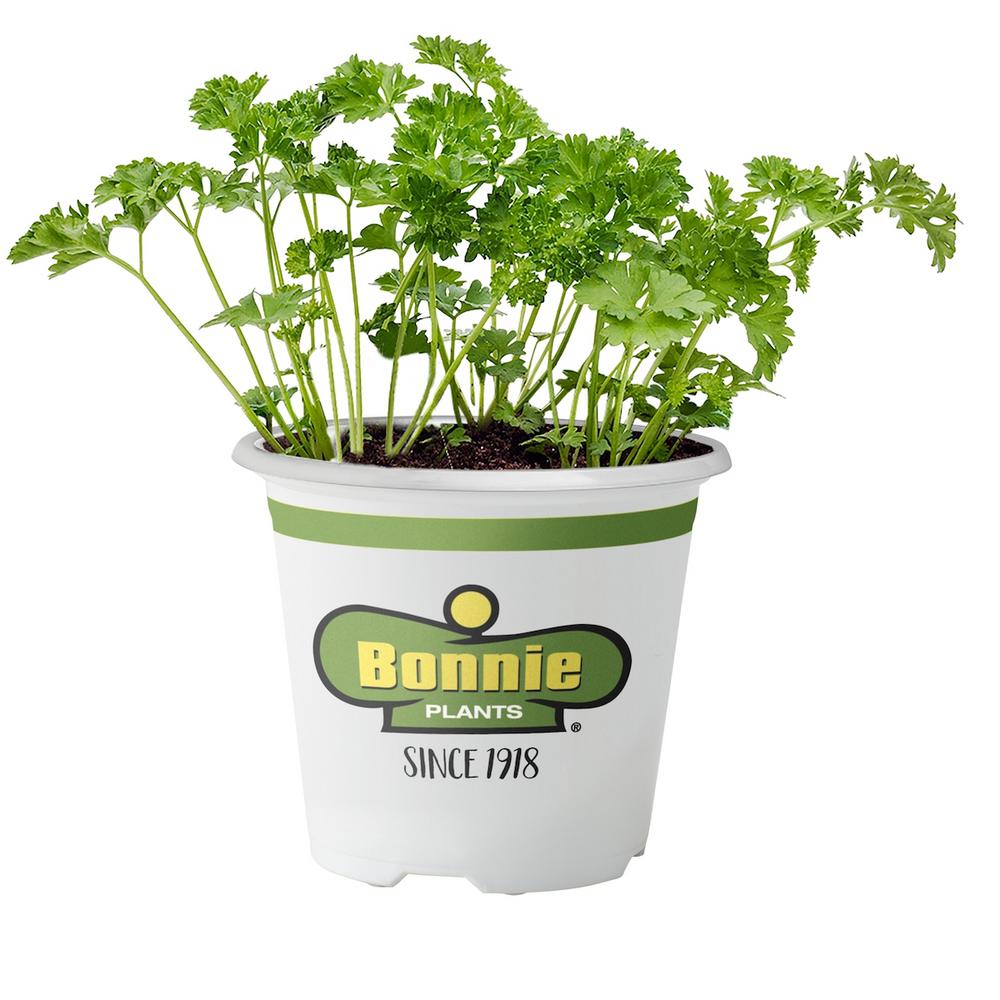 UPC 715339012319 product image for Bonnie Plants 19.3 oz. Curled Parsley Plant | upcitemdb.com