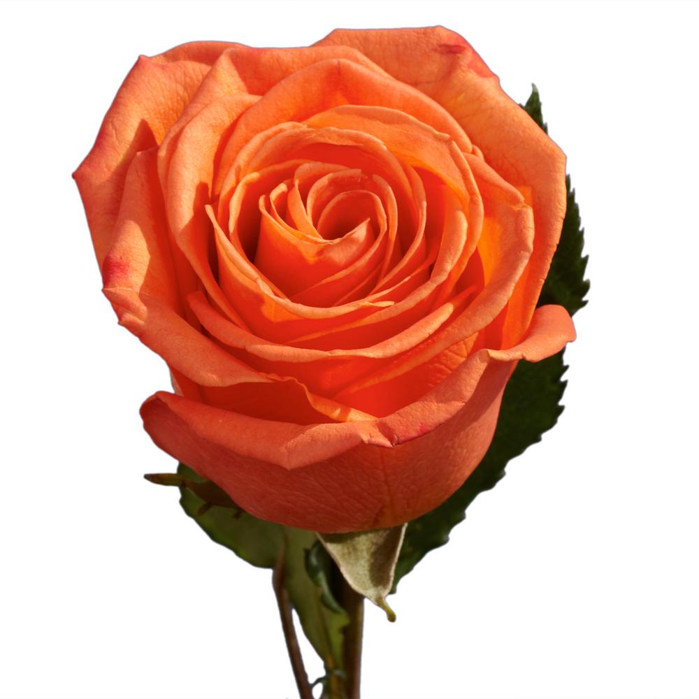 globalrose flower bouquets vars 1 dozen orange roses 64_400_compressed