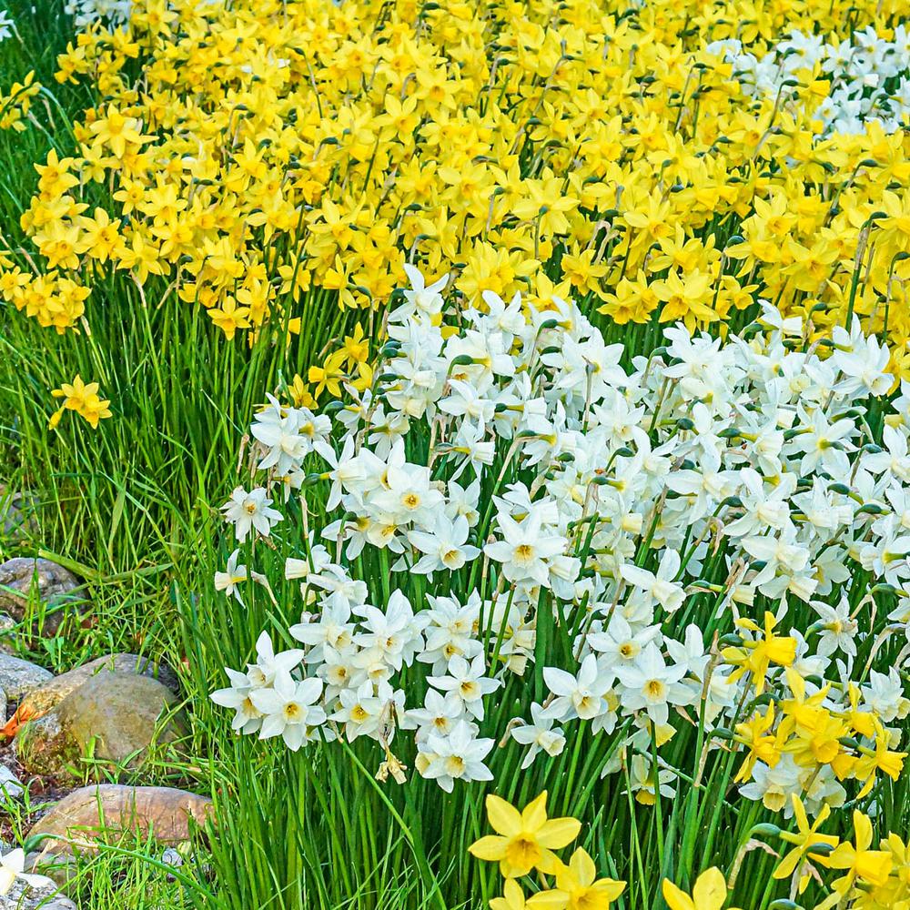 Yellow Sailboat Fragrant Daffodil Narcissus Bulbs (25Pack)60128 The