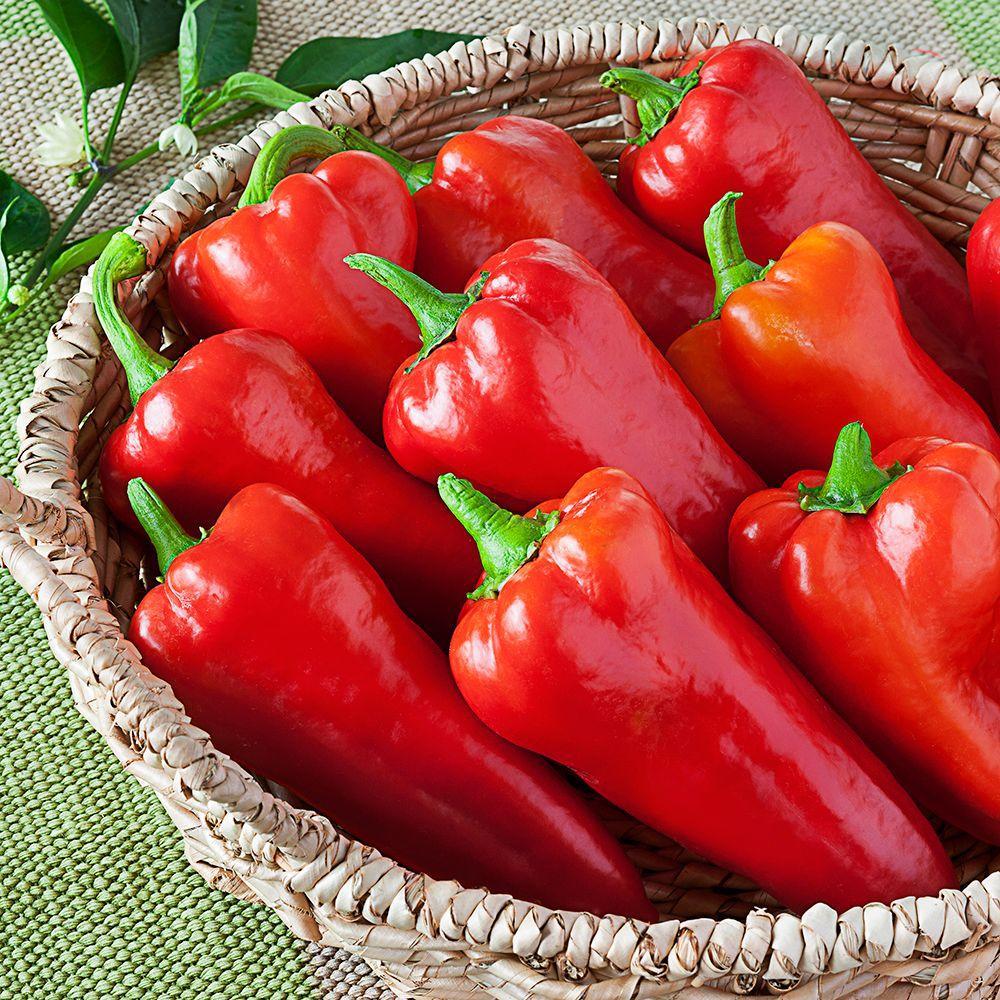 Caring For Pepper Plants Dengarden