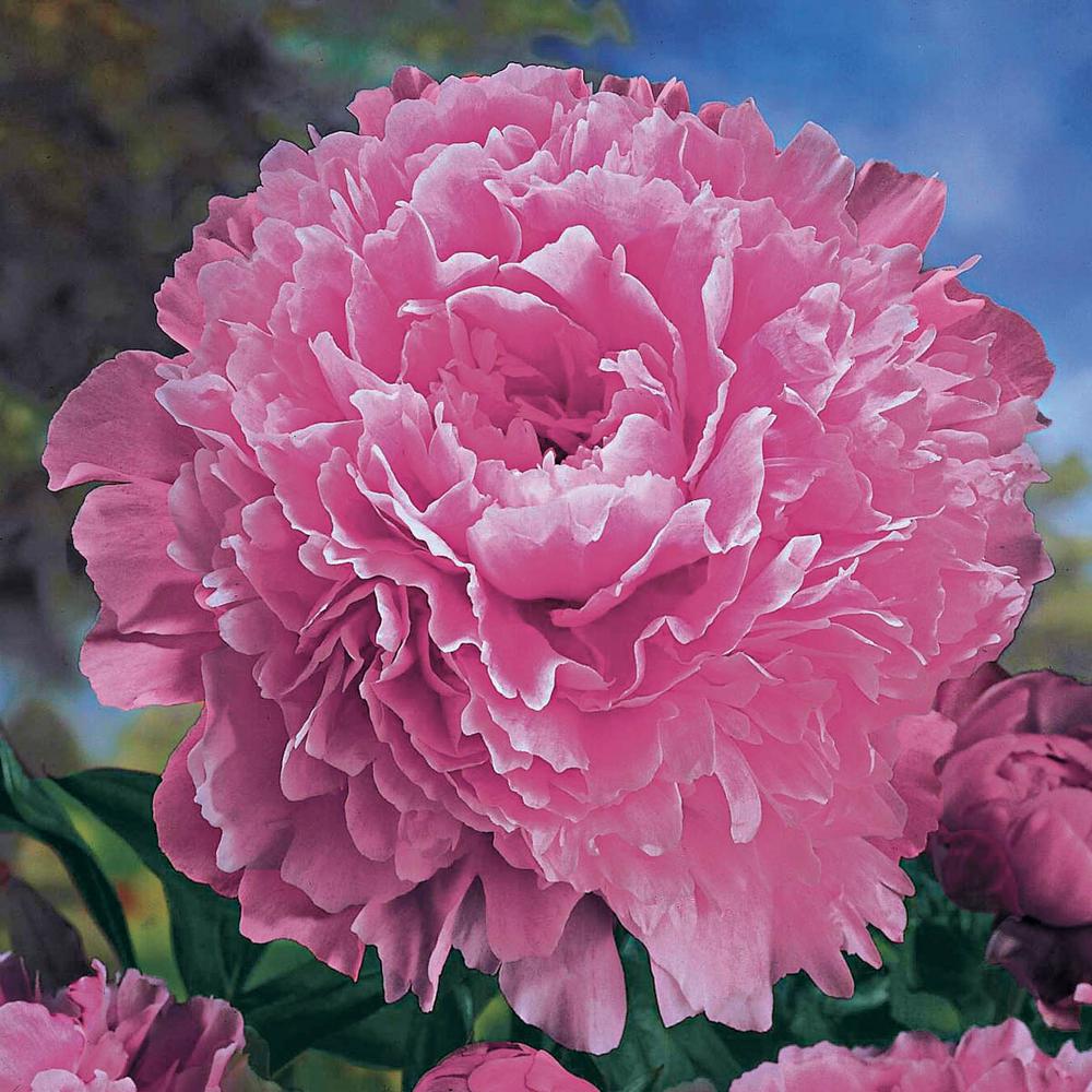 Spring Hill Nurseries Sarah Bernhardt Peony (Paeonia