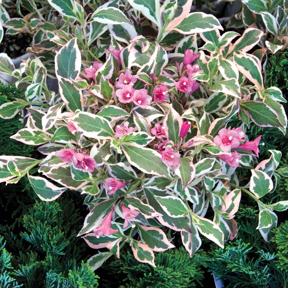 3 X Weigela Red Prince Deciduous Shrub Hardy Garden Plant In Pot Gardening Cactus Event Outdoor Plants