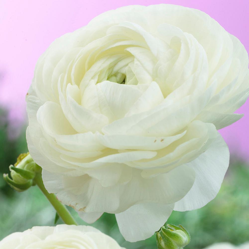 ranunculus bulbs snowstorm zyverden
