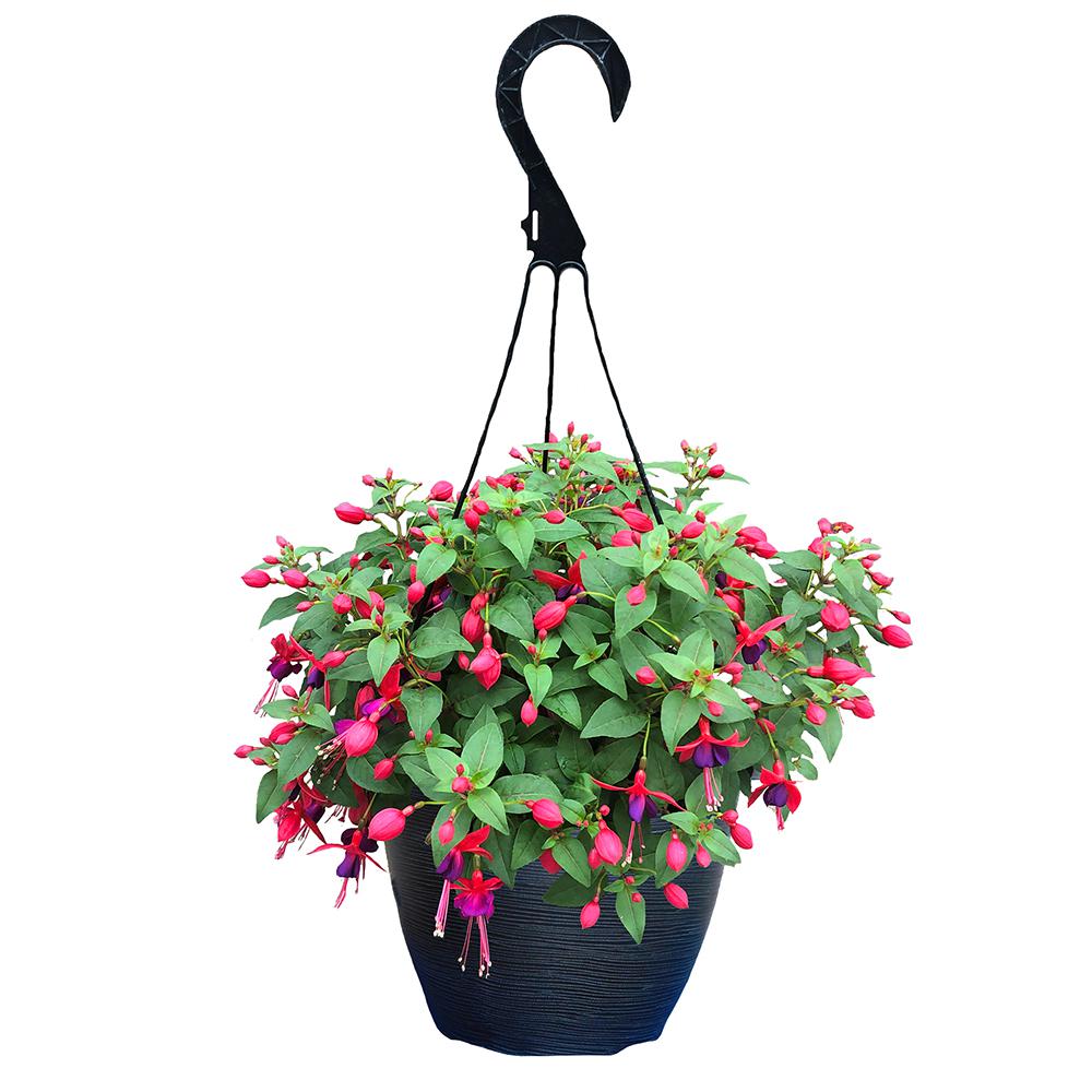 11 in. Fuchsia Annual Hanging Basket with Vibrant Pink and Purple