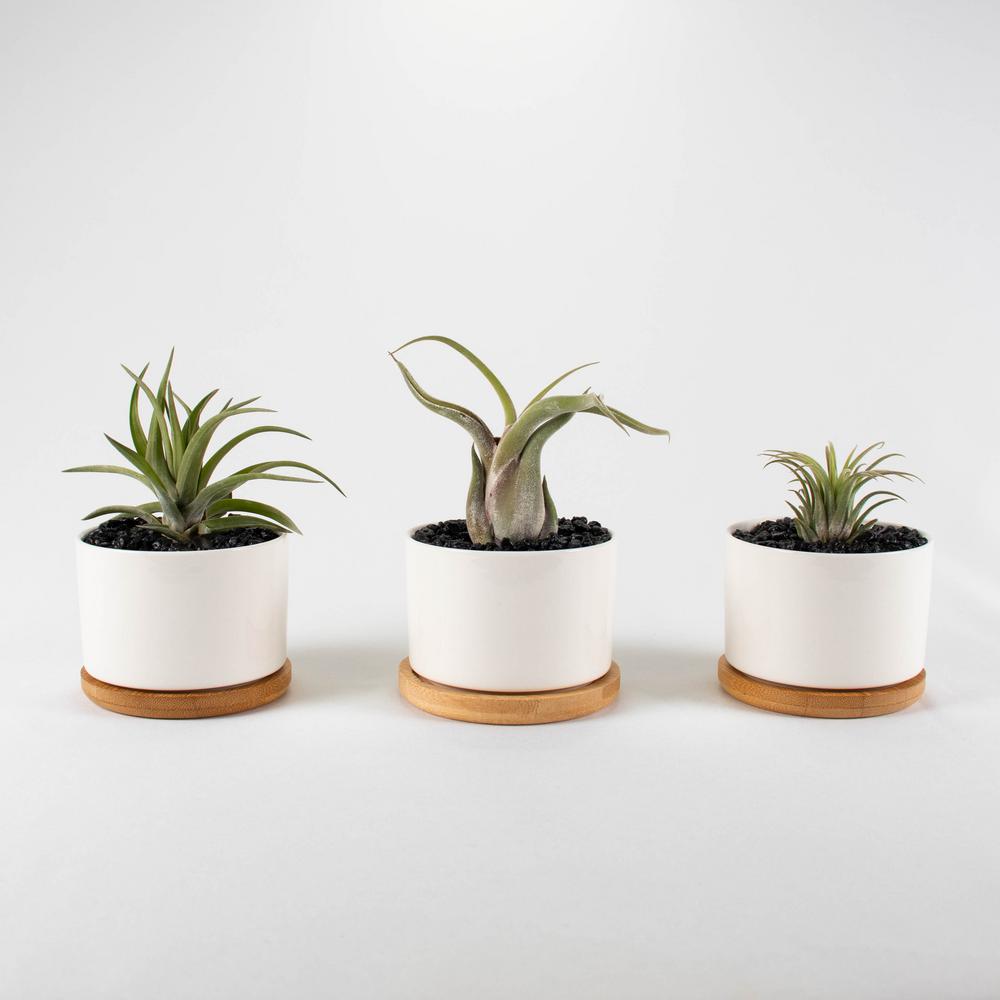 Air Plant Trio (Tillandsias) Live Plants in 3.3 in