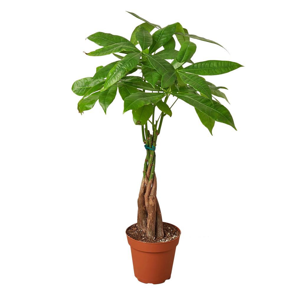 Money Tree Guiana Chestnut (Pachira Braid) Plant in 4 in