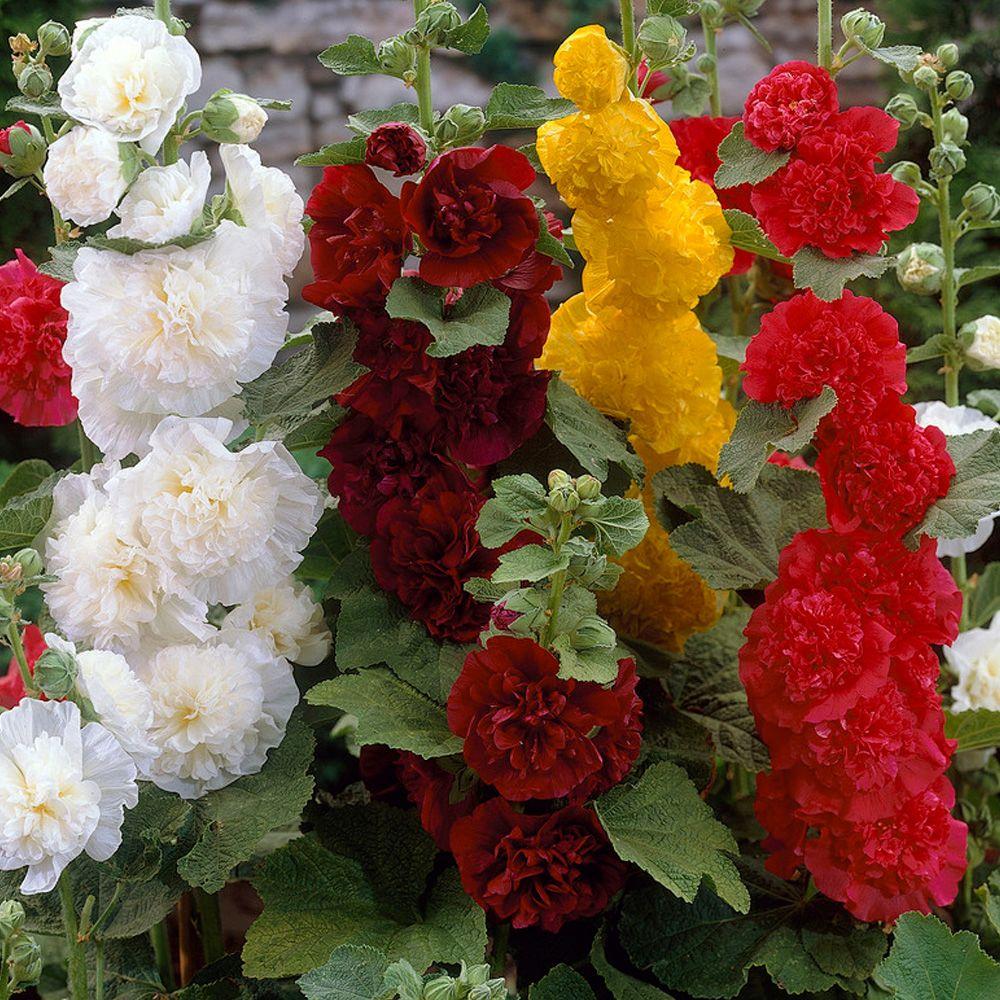 Bloomsz Double Hollyhock Mixture Roots (5-Pack)-06117 - The Home Depot