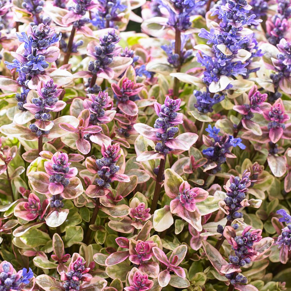 Spring Hill Nurseries 2 in. Princess Nadia Ajuga Bugleweed Plant