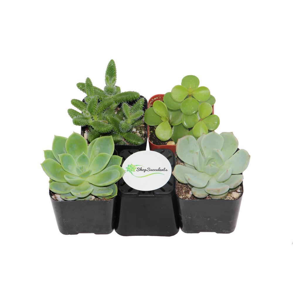 4 in. Rosette Succulent Collection Succulent (Collection of 4)R44