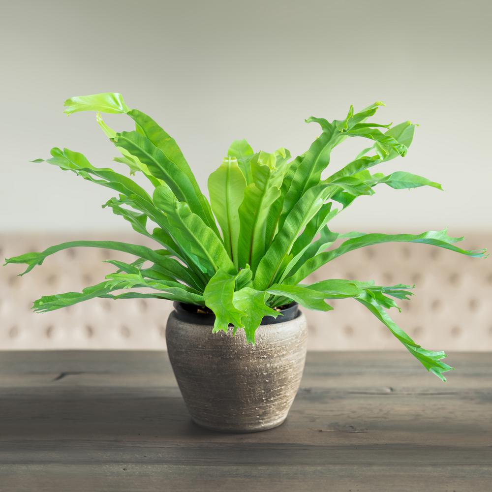 National Plant Network 4 in. Green Flame Fern Microsorium