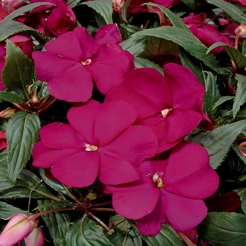 1.8 Gal. Purple New Guinea Impatiens Hanging Basket9766 The Home Depot
