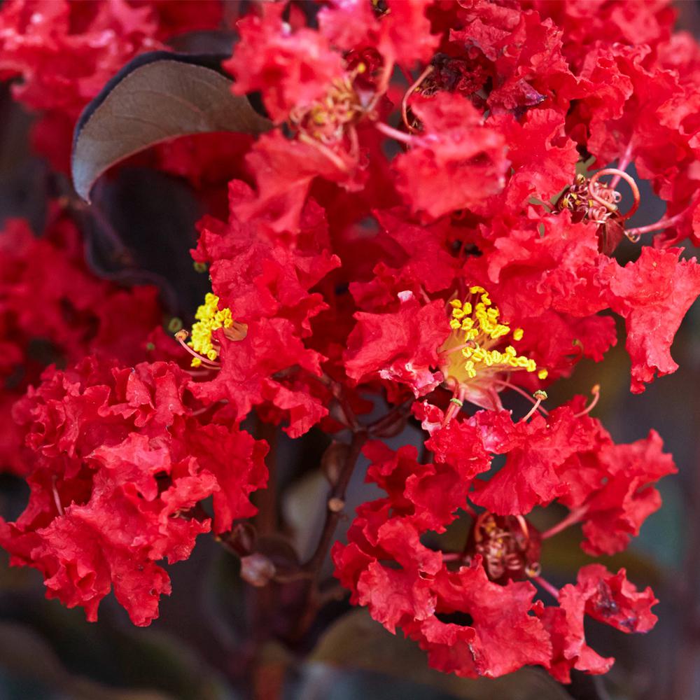 Black Diamond Crimson Red E Myrtle Crmbcr03g The Crimson Red Black Diamond E Myrtle