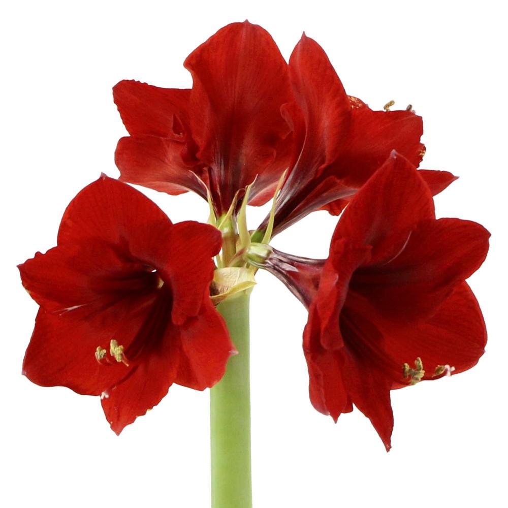 Scarlet Flower Red Velvet Amaryllis Gift Pack 