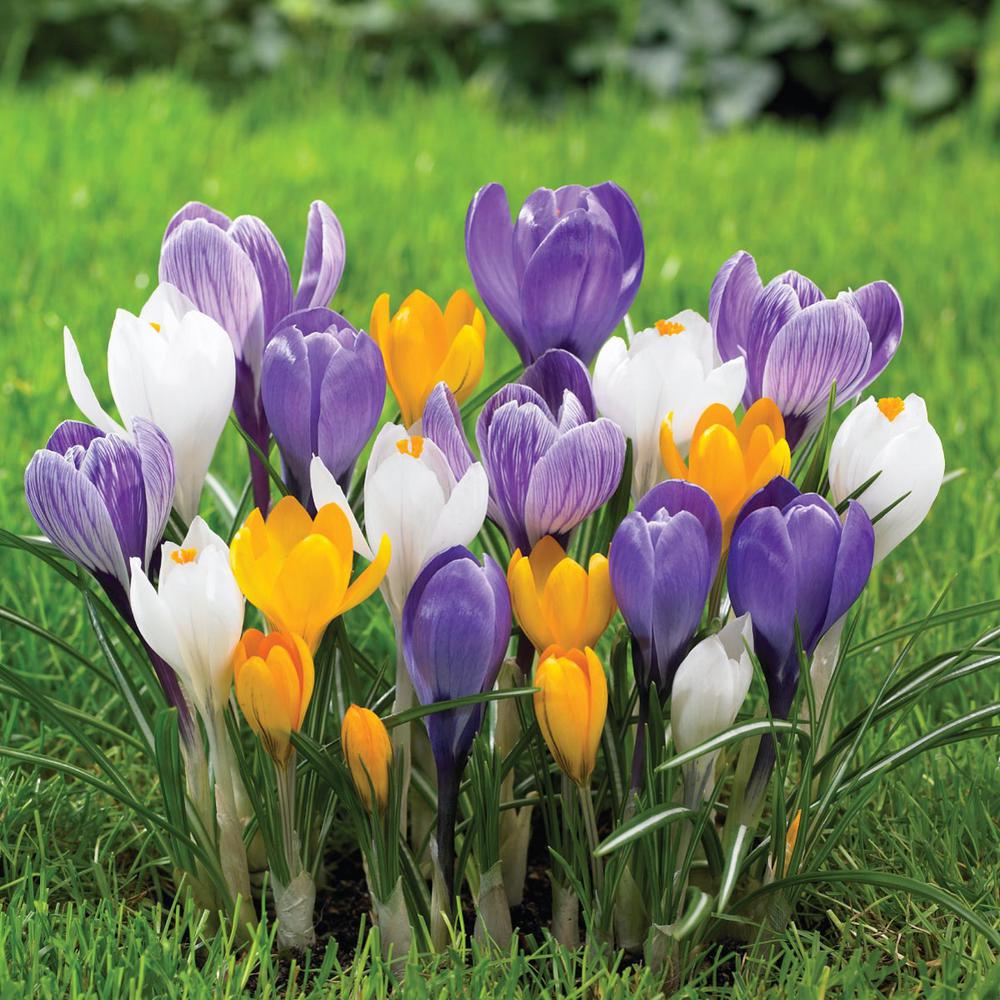 Longfield Gardens Crocus Large Flowering Mix Bulbs (250Pack)12000040 The Home Depot