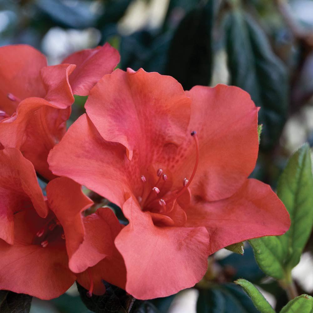 ENCORE AZALEA 1 Gal. Autumn Sunburst Encore Azalea Shrub With Bicolor ...