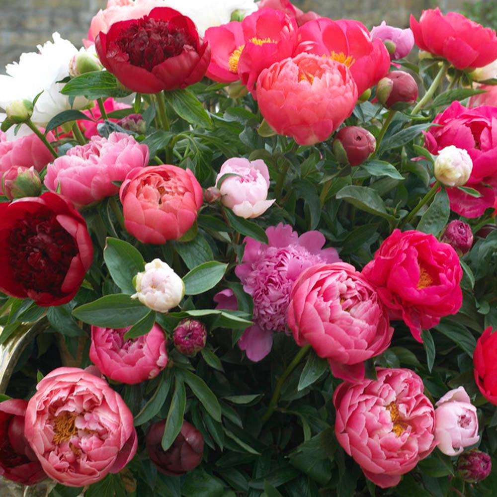 Peony Flower Bulbs Plants Garden Flowers The Home Depot Peony Flower Bulbs Plants Garden