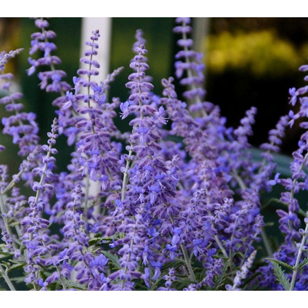 Russian Sage-RUSSGE - The Home Depot