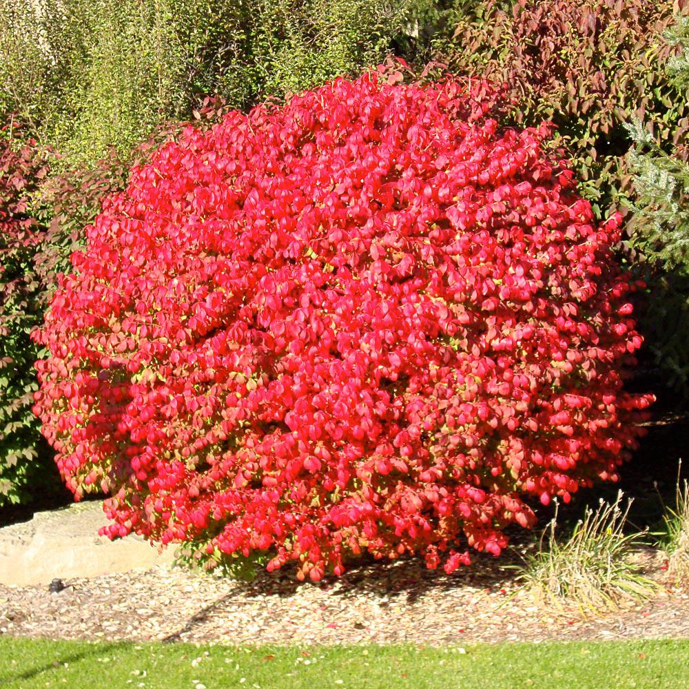 Onlineplantcenter 3 Gal Flaming Red Burning Bush Shrub - 