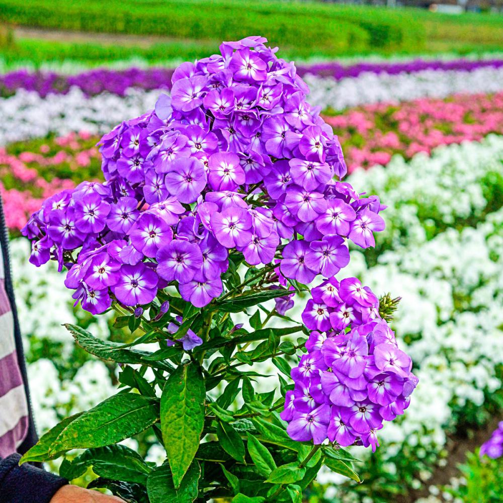 spring hill nurseries goliath tall garden phlox live bareroot perennial  with purple flowers (5-pack)