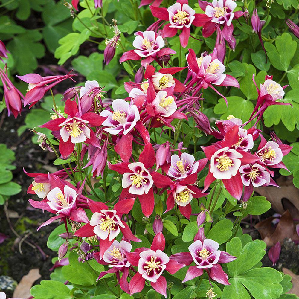 Red Columbine Flower