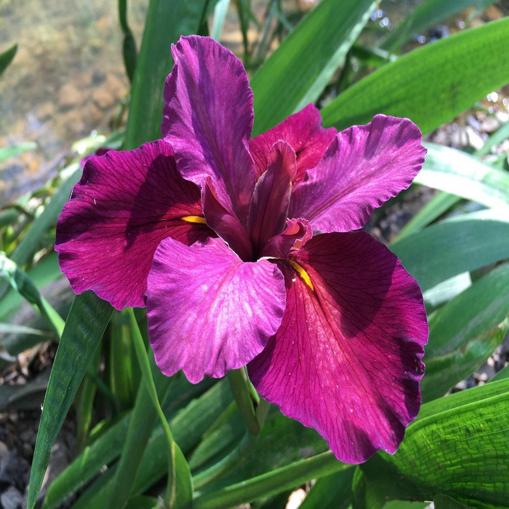 Givhandys 4 in. Potted Red Iris Velvet Elvis Louisiana Bog/Marginal ...