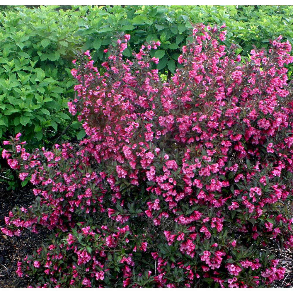 Proven Winners 4 5 In Qt Wine And Roses Reblooming Weigela Florida Live Shrub Pink Flowers And Dark Purple Foliage Weiprc The Home Depot