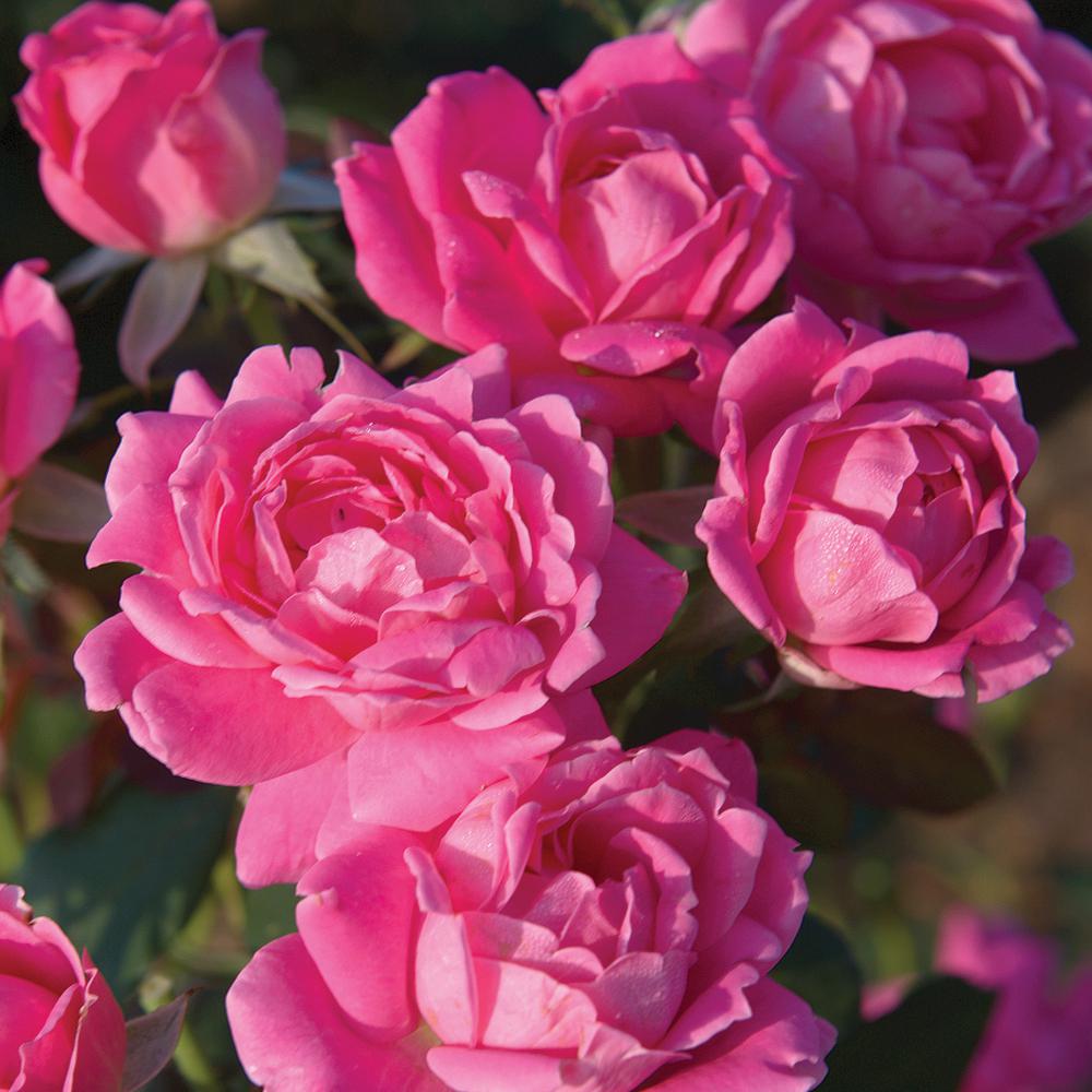 Mea Nursery The Home Depot Ecorose Pink Double Knock Out Twin Pack