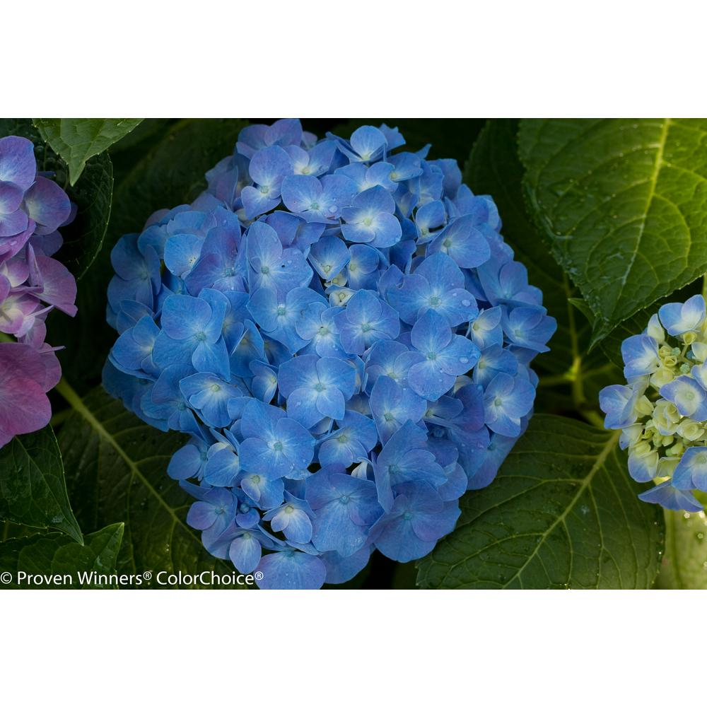 Proven Winners 4 5 In Qt Let S Dance Blue Jangles Reblooming Hydrangea Live Shrub Blue Or Pink Flowers Hydprc2527800 The Home Depot