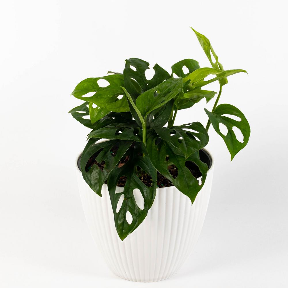 Swiss Cheese Monstera Narrow Leaf