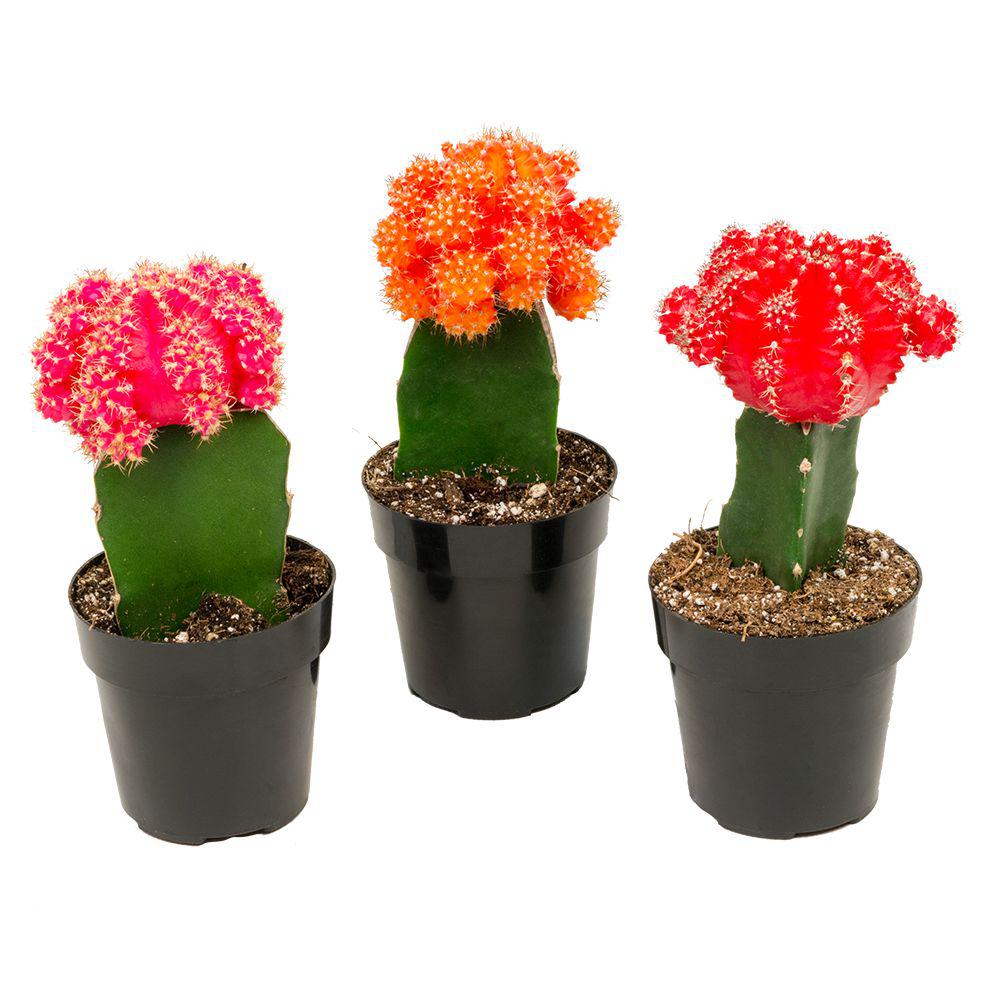 2 5 in Assorted Grafted Cactus 3 Pack 0881022 The 