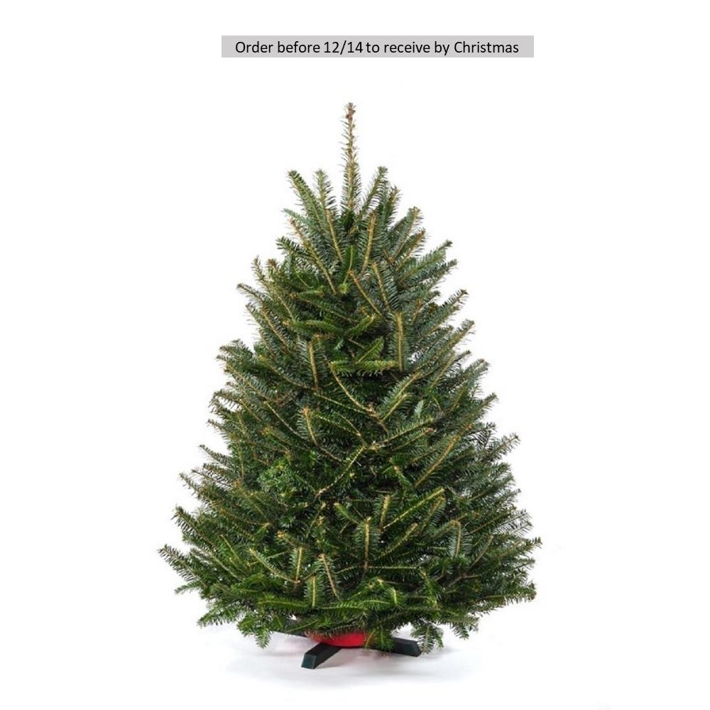 Cottage Farms Direct 2 5 Ft To 3 Freshly Cut Table Top Fraser Cottage Farms Direct 2 5 Ft To 3 Freshly Cut Table Top Fraser Fir
