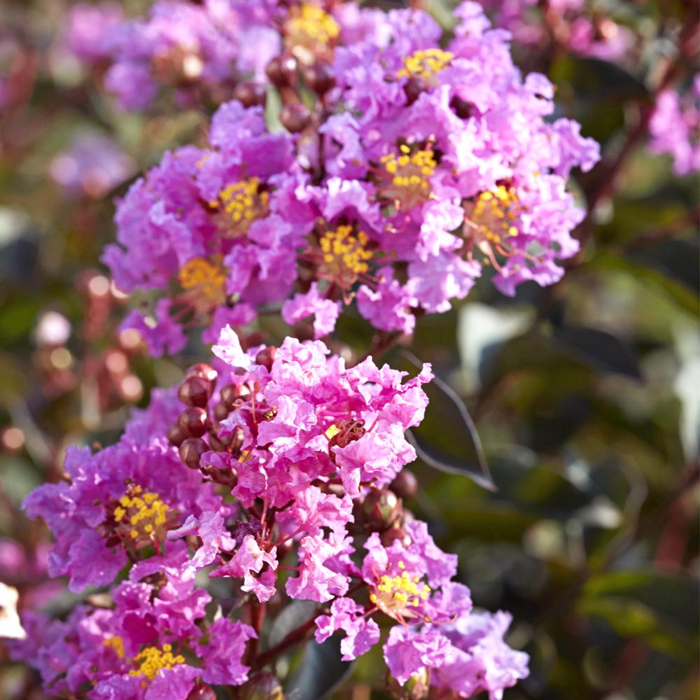 Black Diamond 3 Gal. Black Diamond Purely Purple Crape Myrtle TreeCRMBPP03G The Home Depot
