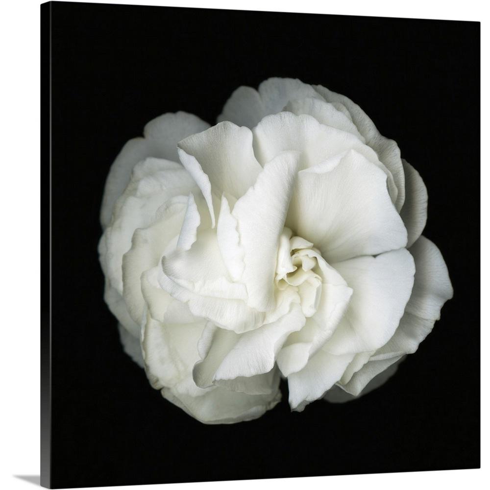 Greatcanvas White Flower Blossom Original Black And Greatcanvas White Flower Blossom Original Black And Photograph By Susanna Shaposhnikova Canvas Wall Art 2527099 24 36x36 The Home Depot
