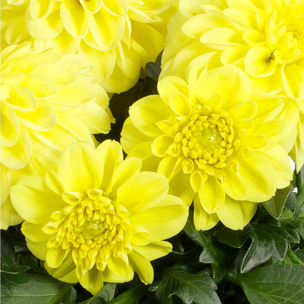 Proven Winners Dalina Midi Corsica Dahlia Live Plant Yellow Flowers