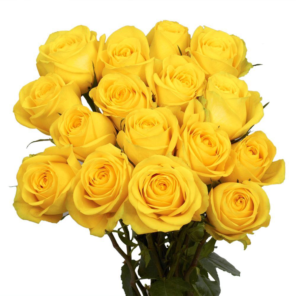 Download Globalrose Fresh Yellow Roses (50 Stems)-50-yellow-roses-short - The Home Depot