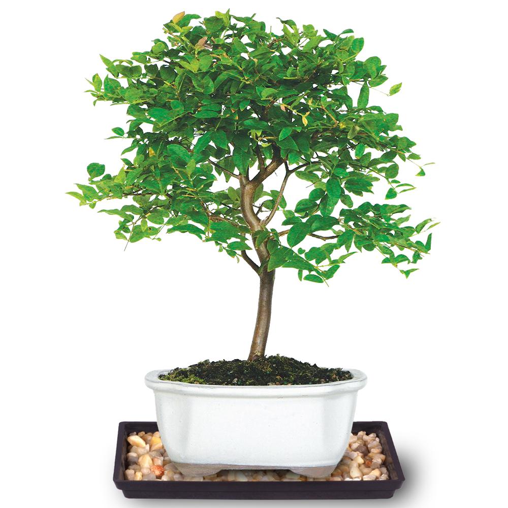 Brussel's Bonsai Jaboticaba Bonsai TreeDT2712JMC The Home Depot