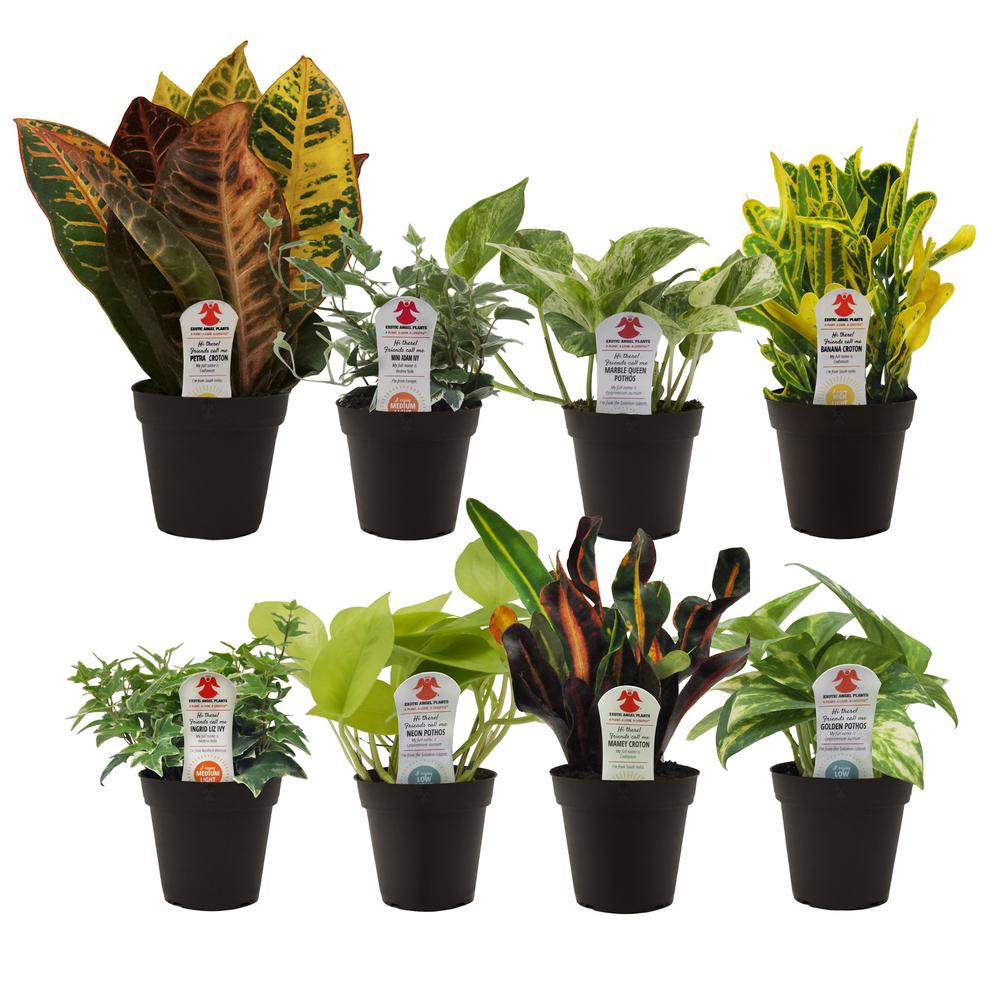 Indoor Exotic Angel Plants Home Depot