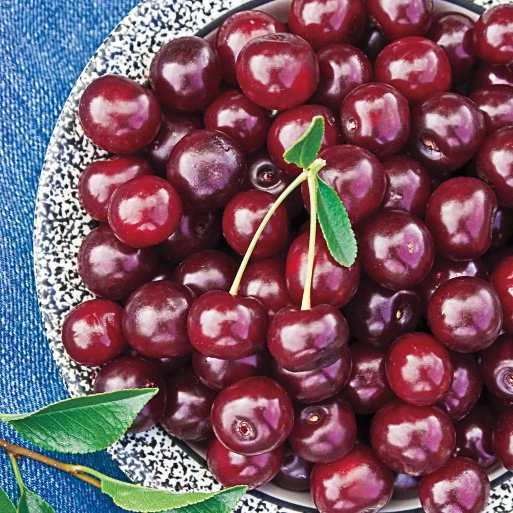 Spring Hill Nurseries 4 In Pot Carmine Jewel Dwarf Cherry Prunus Spring Hill Nurseries 4 In Pot Carmine Jewel Dwarf Cherry Prunus Live Deciduous Plant Fruit Tree 1 Pack 73016 The Home Depot