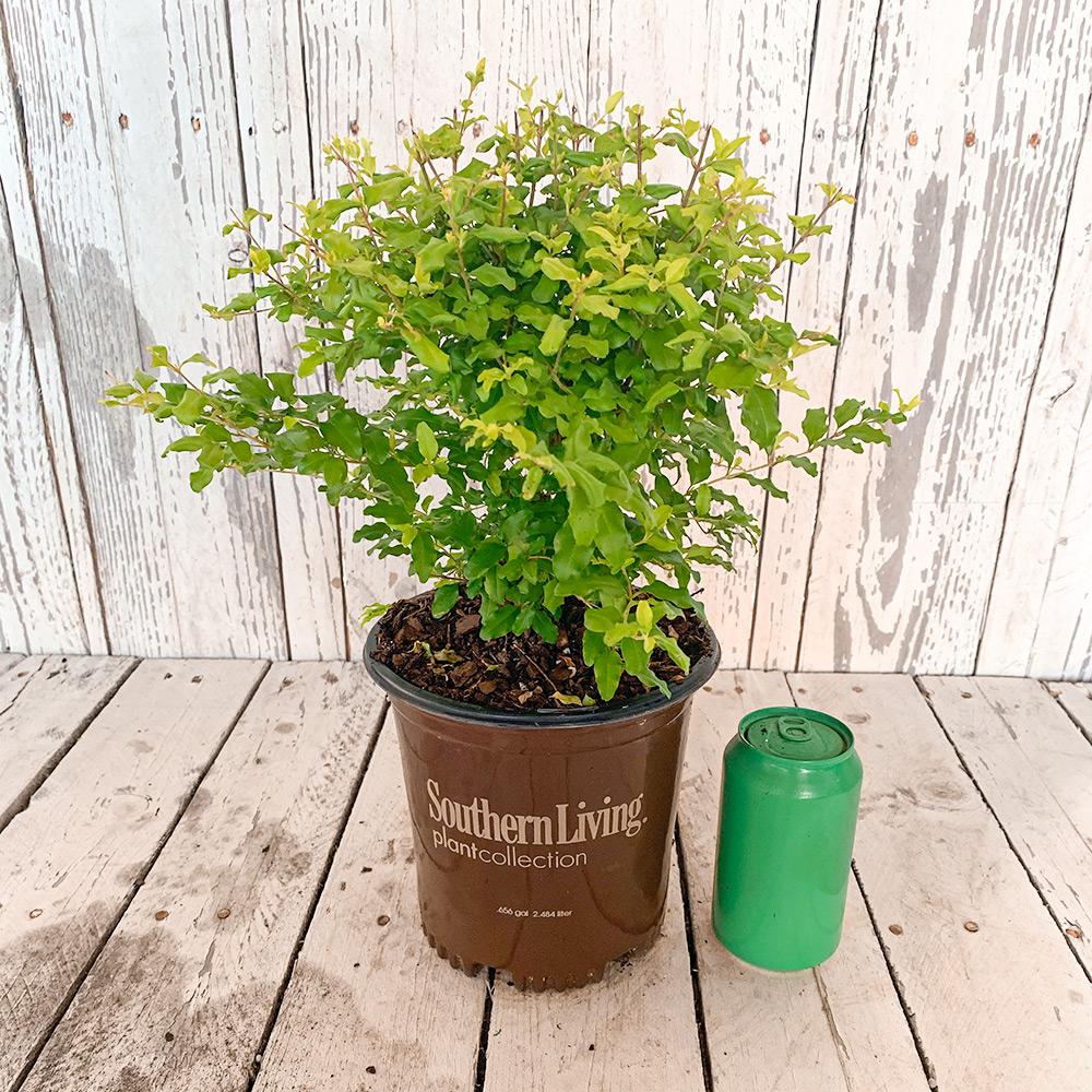 Southern Living Plant Collection 2.5 Qt. Sunshine