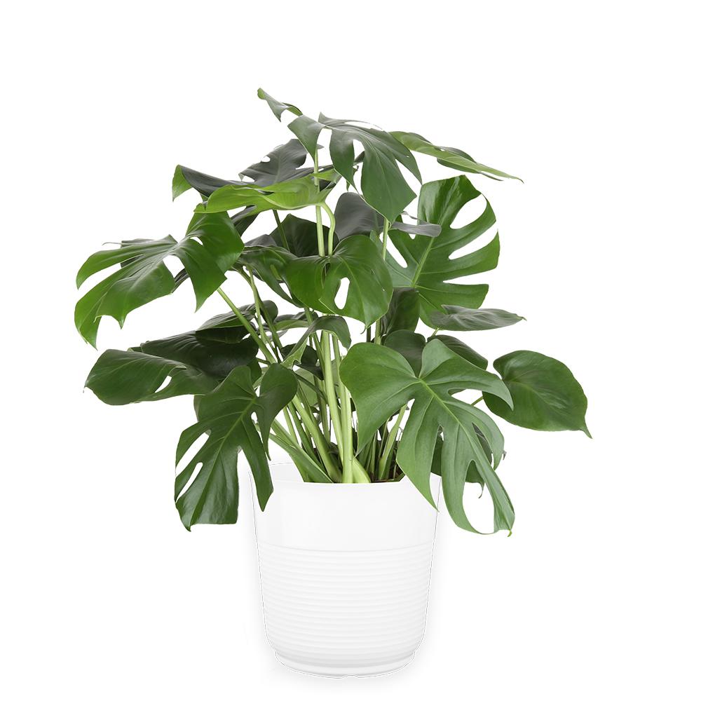 Costa Farms 10 in. Monstera in Paradise PlanterCO.3.PM10