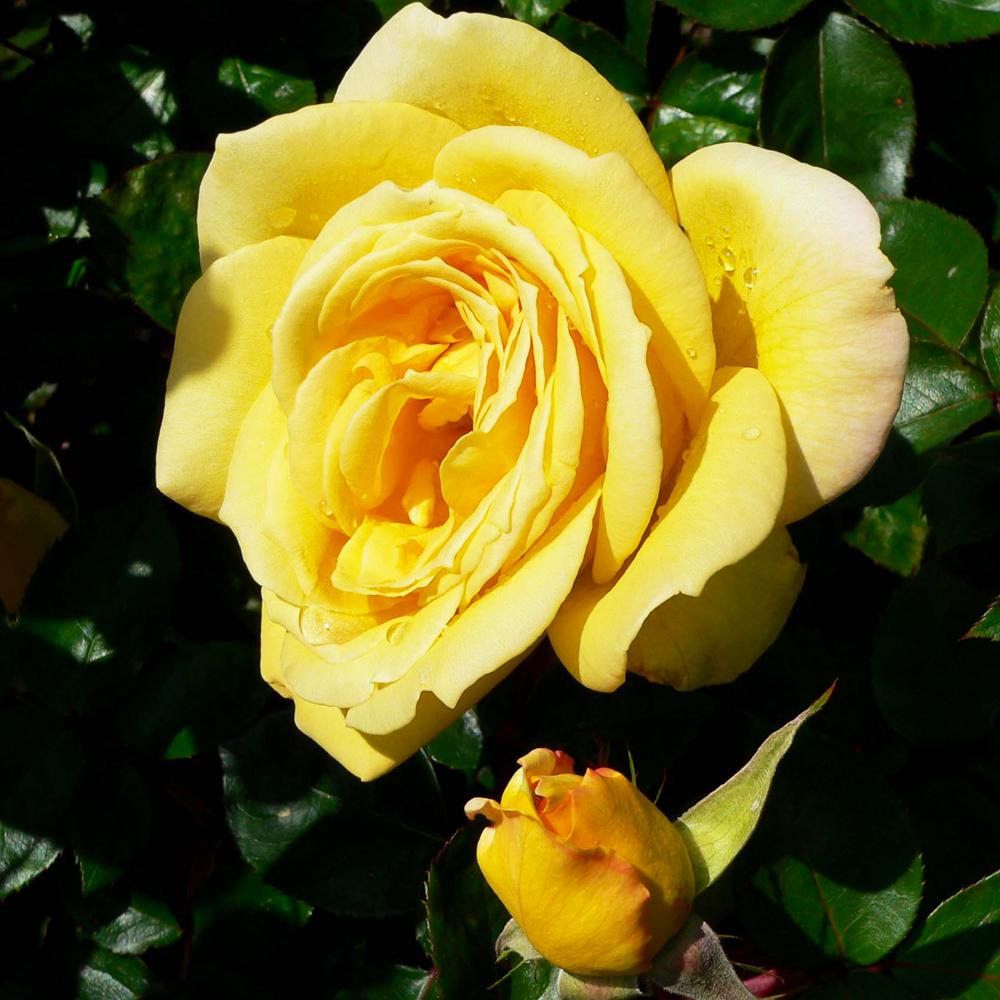 Mea Nursery All Time Favorites Rose Oregold60010 The Home Depot