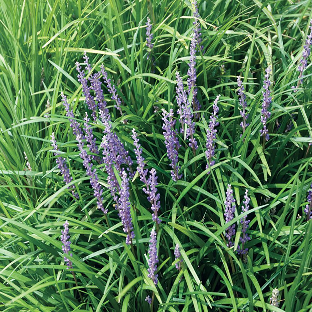 4 1Pint Super Blue Lily Turf Plant20532 The Home Depot