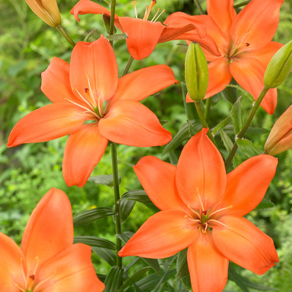 Van Zyverden Lilies Easy Love Bulbs (Set of 5)87175 The Home Depot