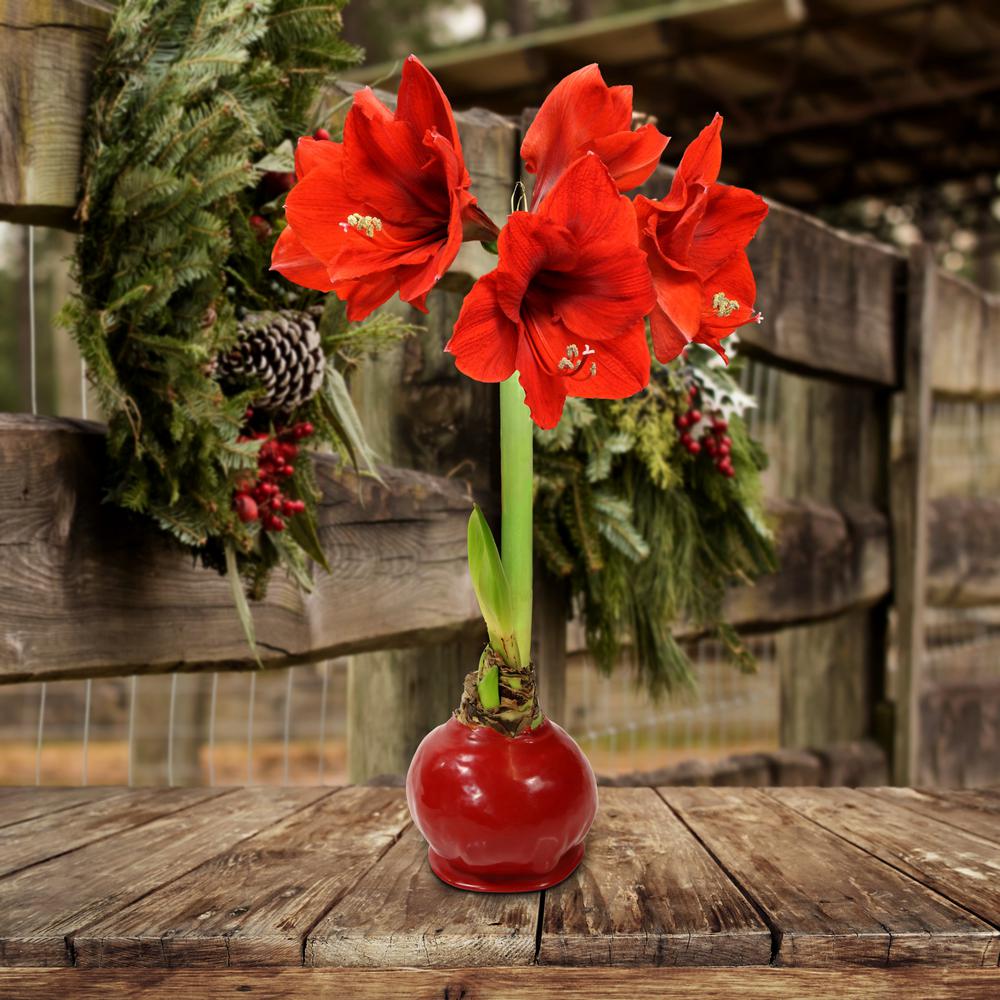 Cottage Farms Direct Wax Coated Red Blooming Amaryllis Bulb 1