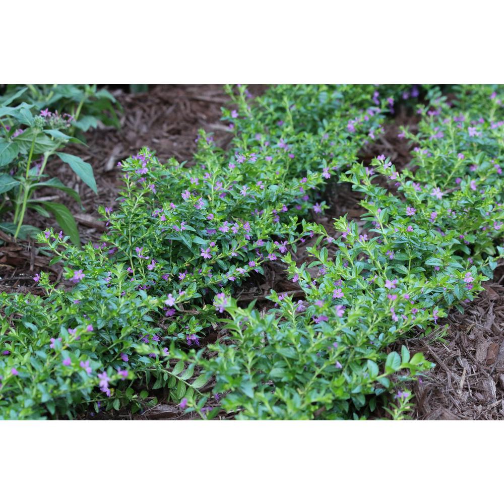 Part Sun Annuals Garden Plants Flowers The Home Depot 1